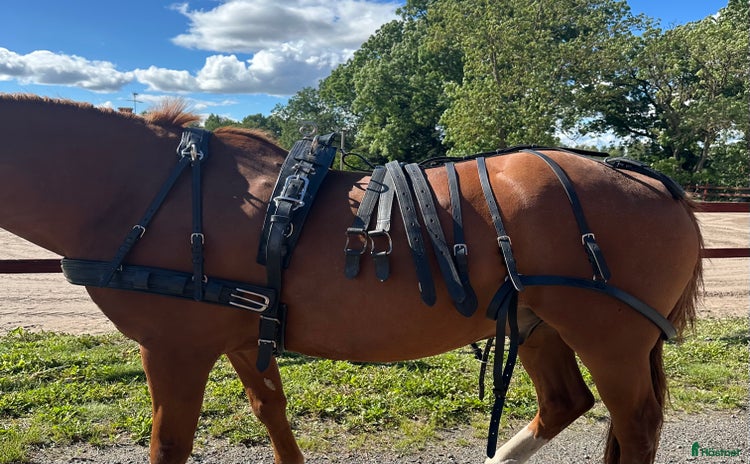 Körselar körning till salu i Enköping - Annons 4