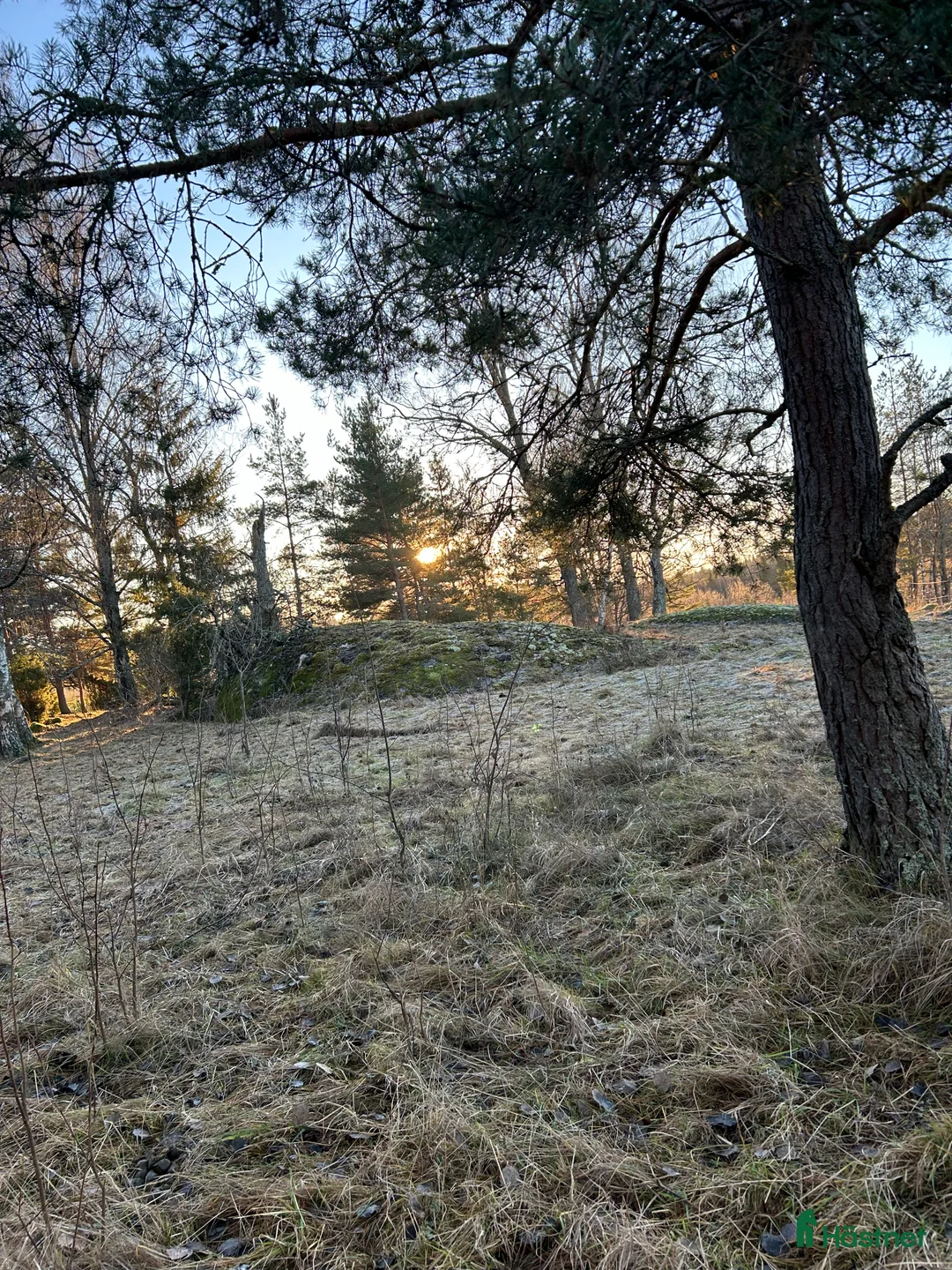  stallplats finnes: En stallplats alternativt 2 lösdriftplatser! - Annons 3