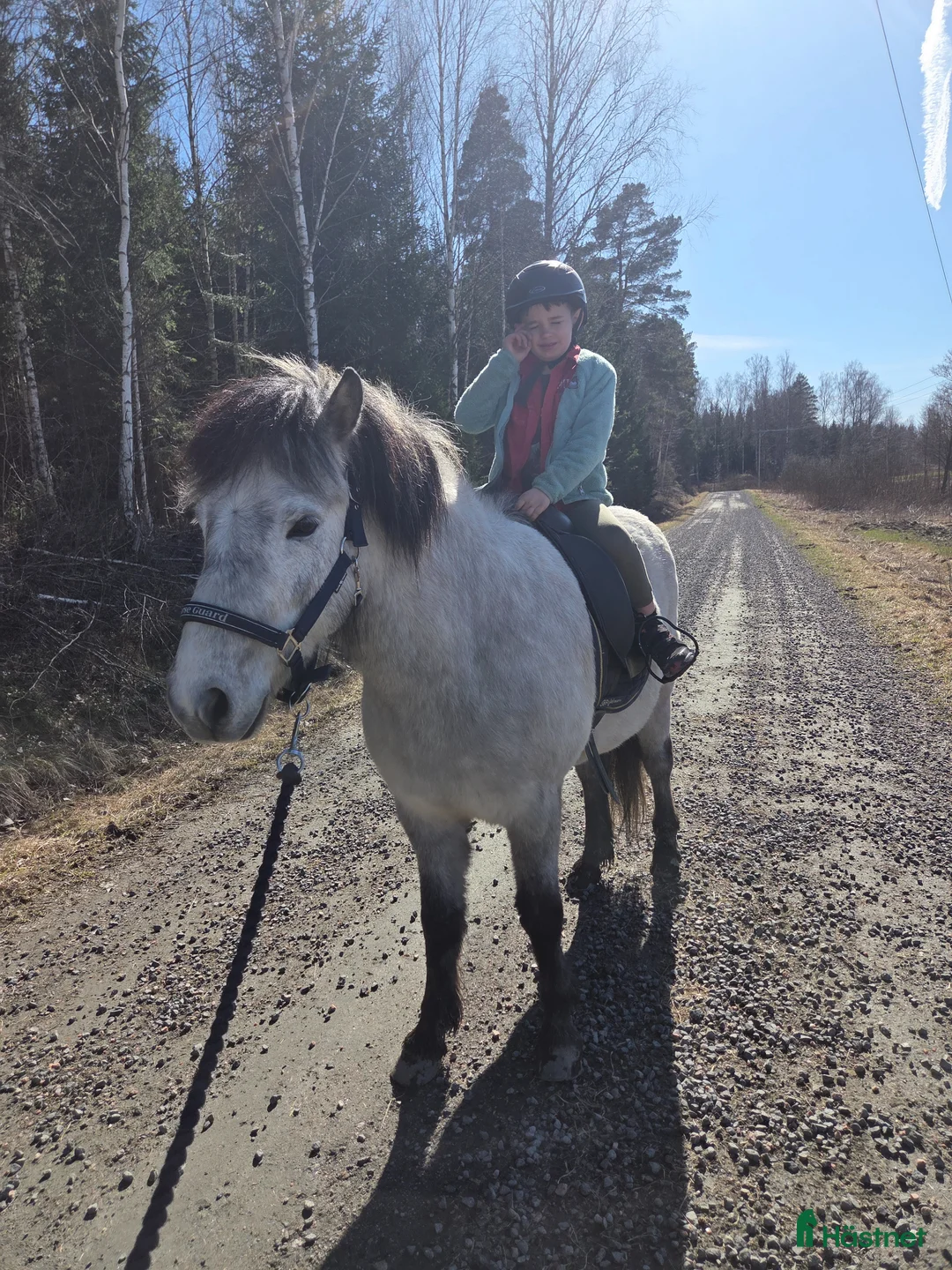 Island hästar till salu: Valack 2019 - Annons 2
