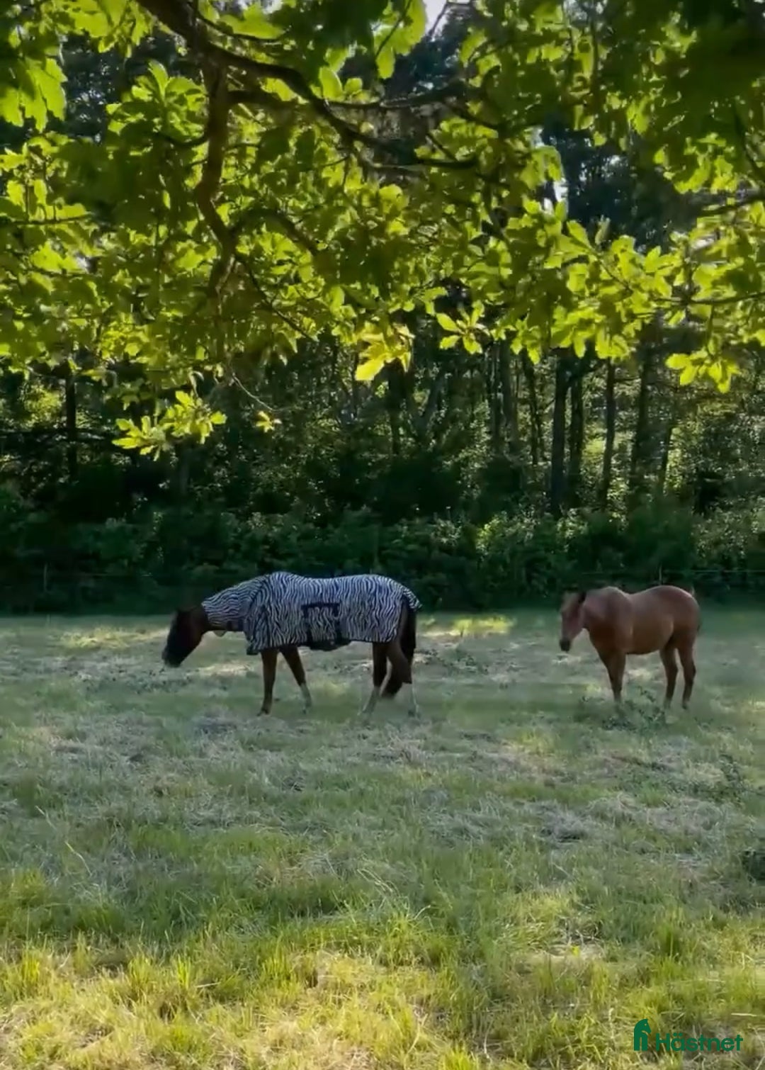 Allround hästar till salu: Söker trygg valack  i Onsala - Annons 3