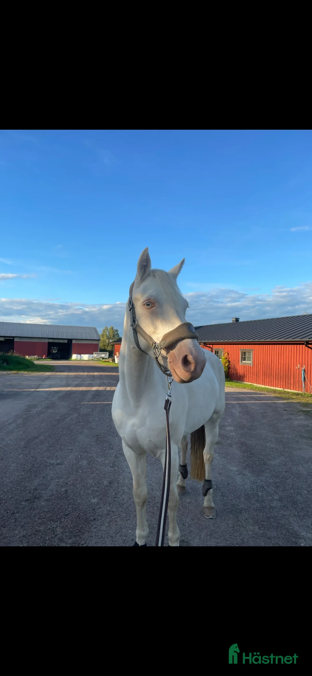 Allround hästar till salu: D-ponny Connemarasto med världens bästa psyke - Annons 2