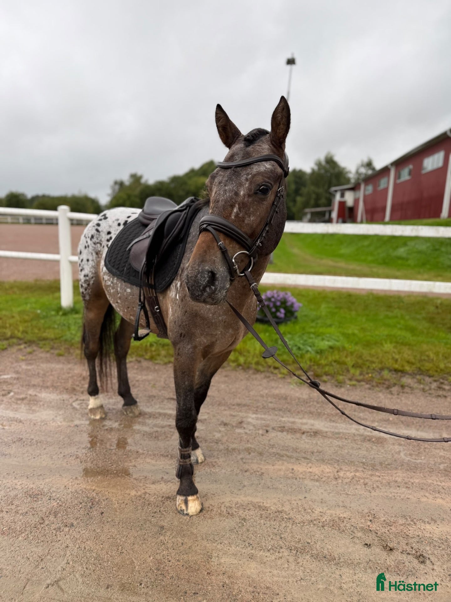 hästar till salu: Charmig 5-årig D-ponny med stor potential. 🤎 - Annons 2