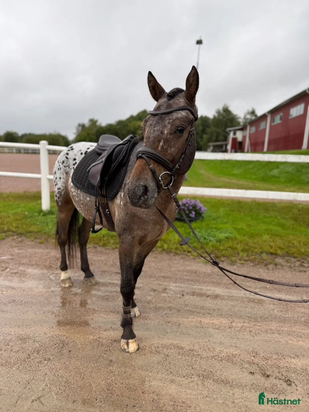 Allround hästar till salu: Charmig 5-årig D-ponny med stor potential. 🤎 - Annons 2