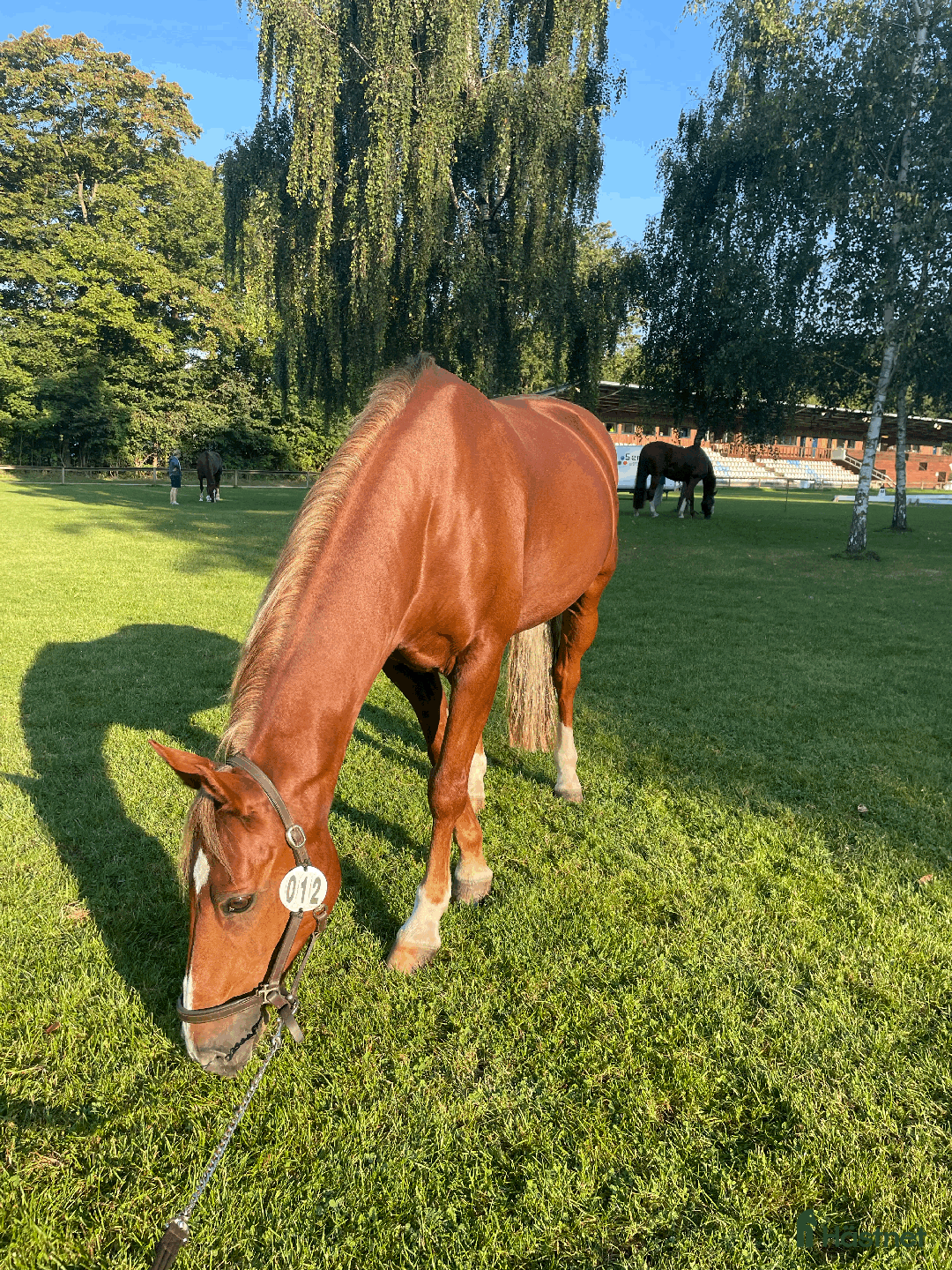 Fälttävlan hästar till salu: Underbar fräsch läomästare  i Lund - Annons 3