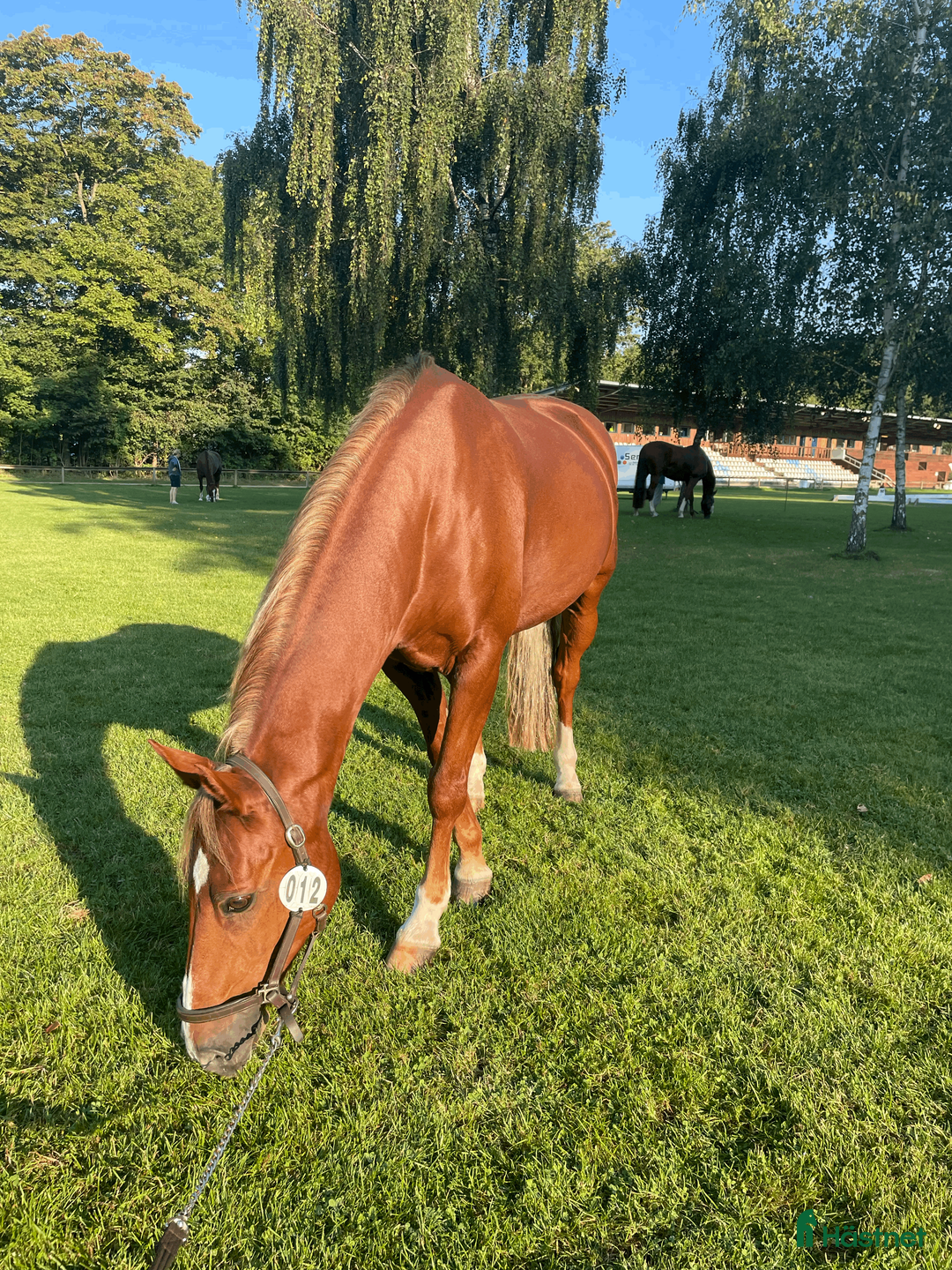 Fälttävlan hästar till salu: Underbar fräsch läomästare  - Annons 3