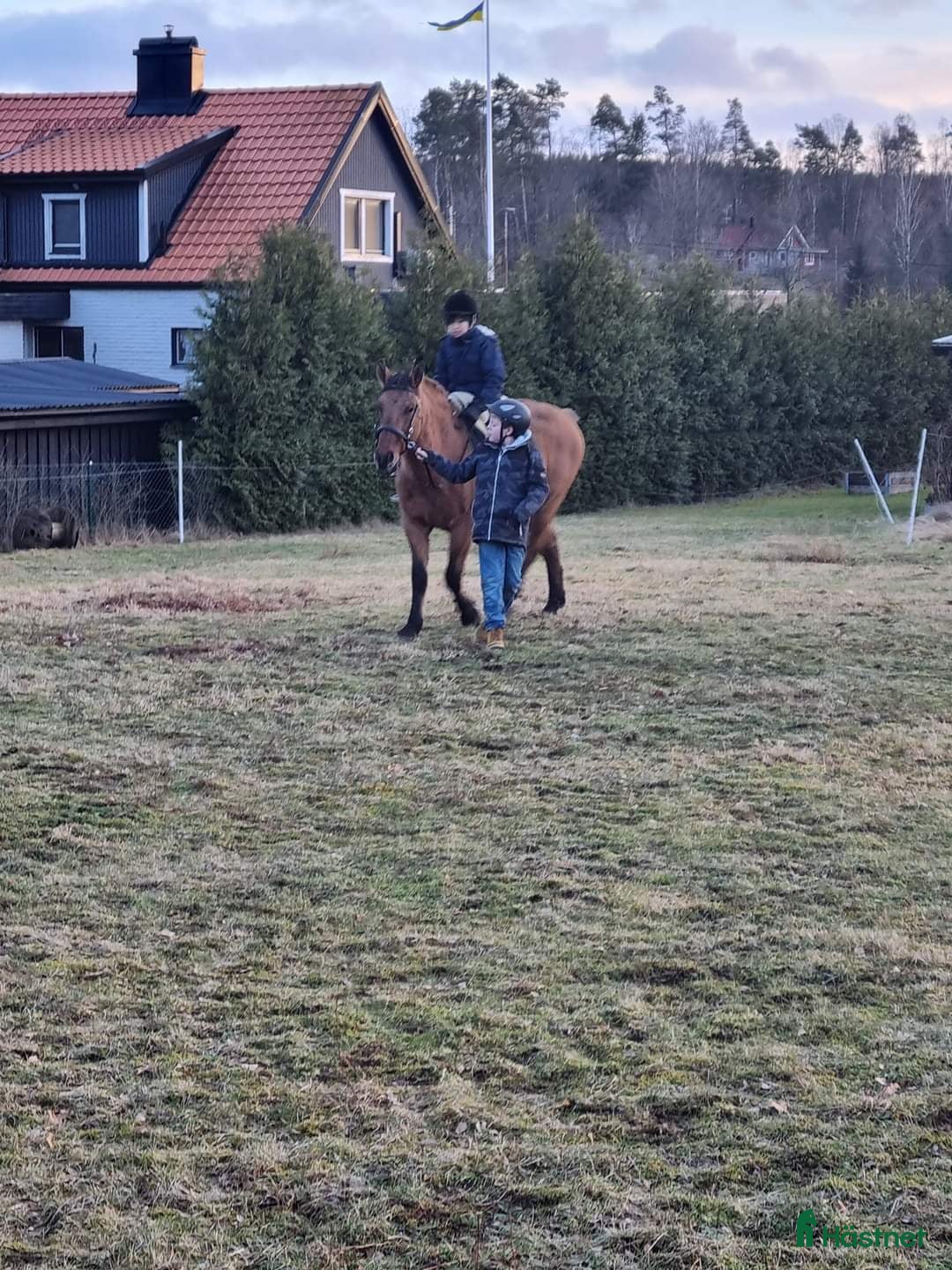  foderhäst finnes: Delfodervärd sökes i Ljungbyhed - Annons 7