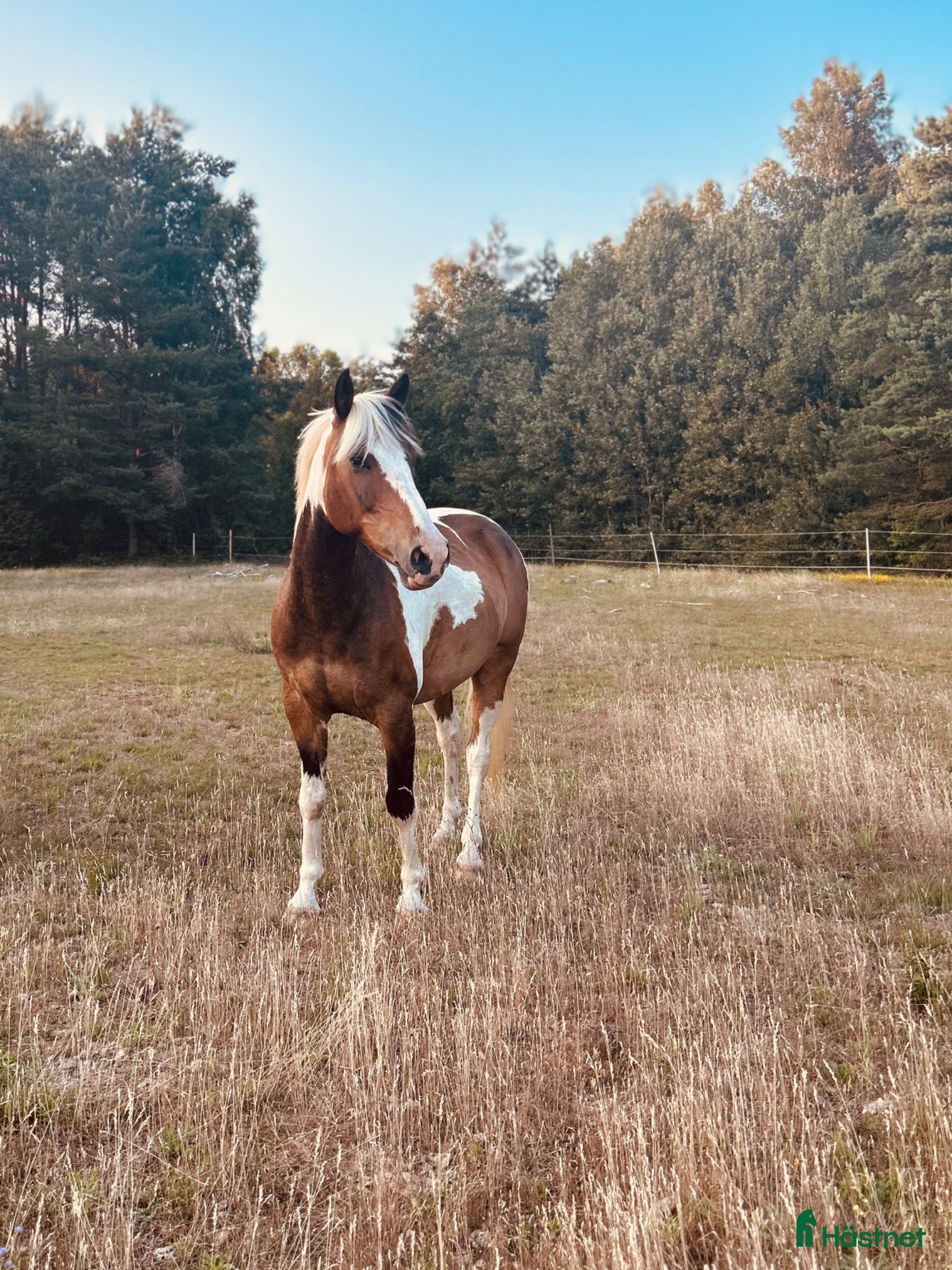  hästar Vacker guldklimp till salu🌟 - Annons 1