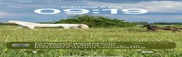 Allround hästar till salu: Svenskfödd connemara sto 3 år - Annons 3