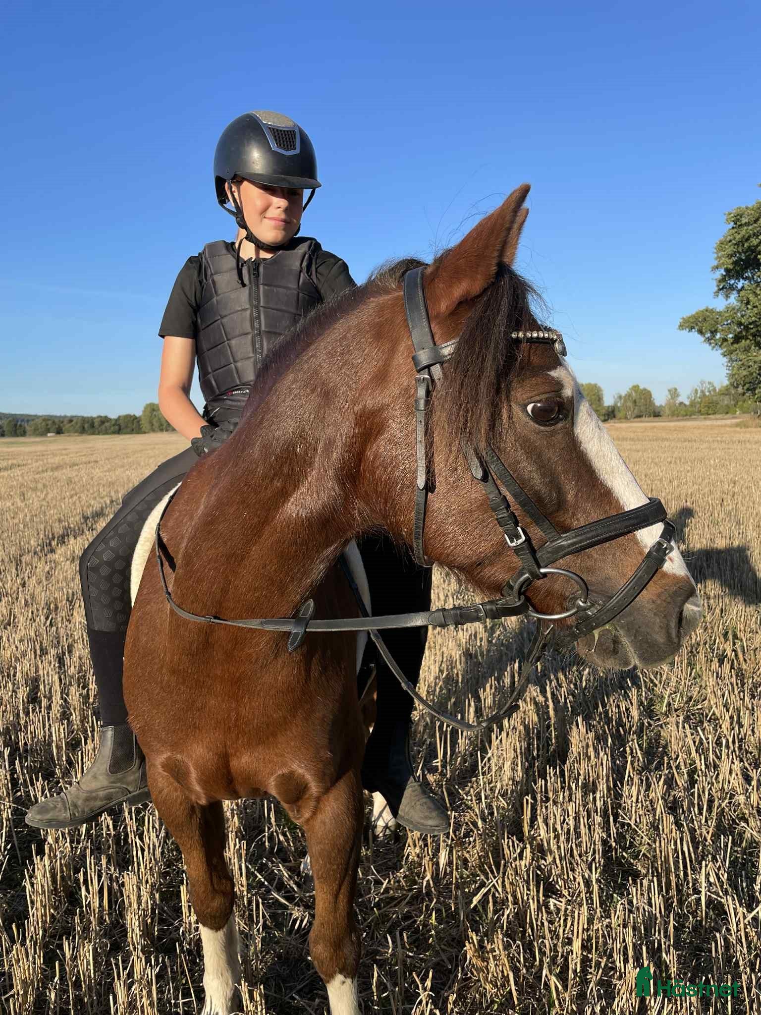  hästar Välriden ponny i Norrköping - Annons 4