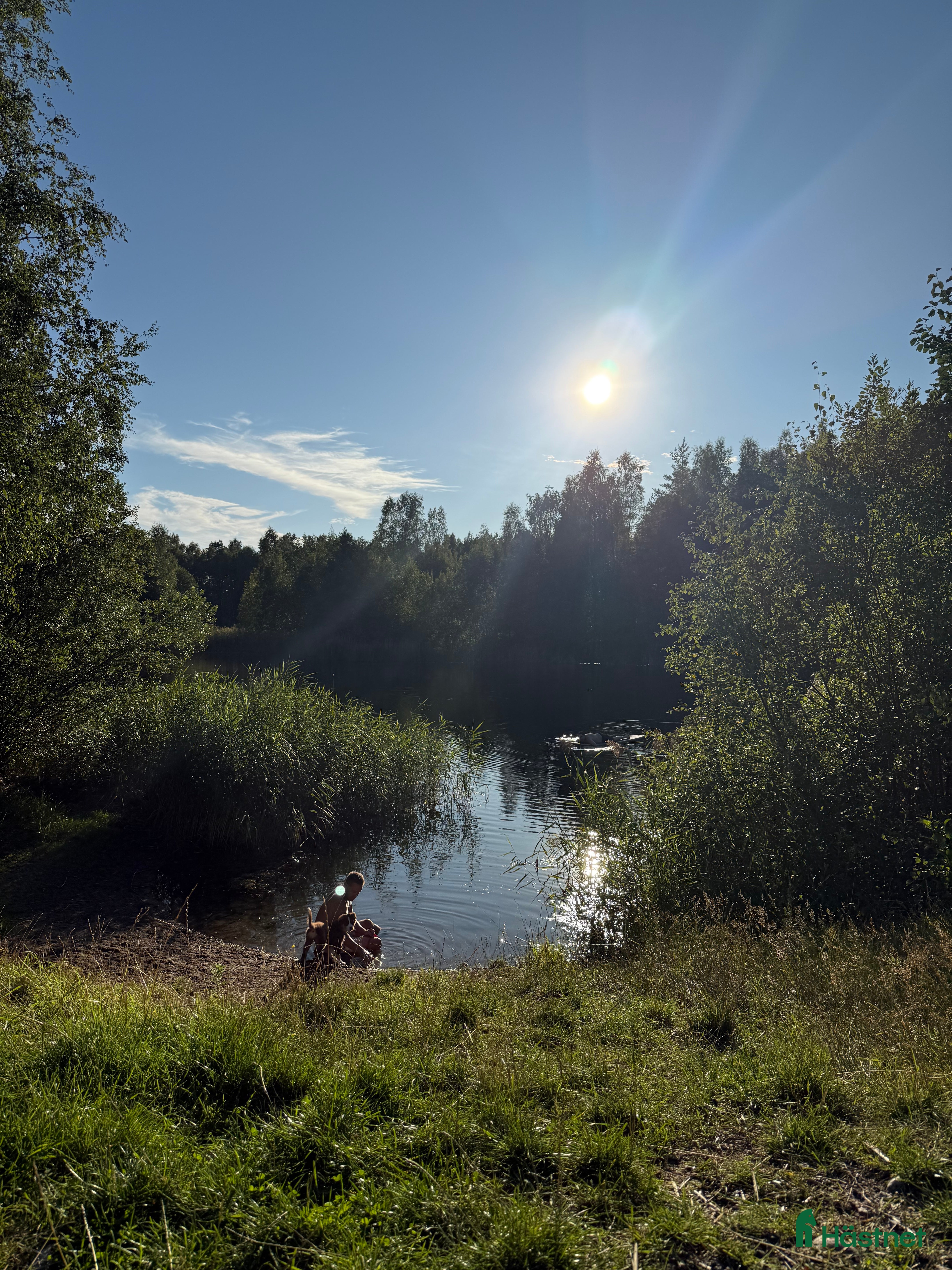  hästar Söker en ny kompis!  i Hallsberg - Annons 3