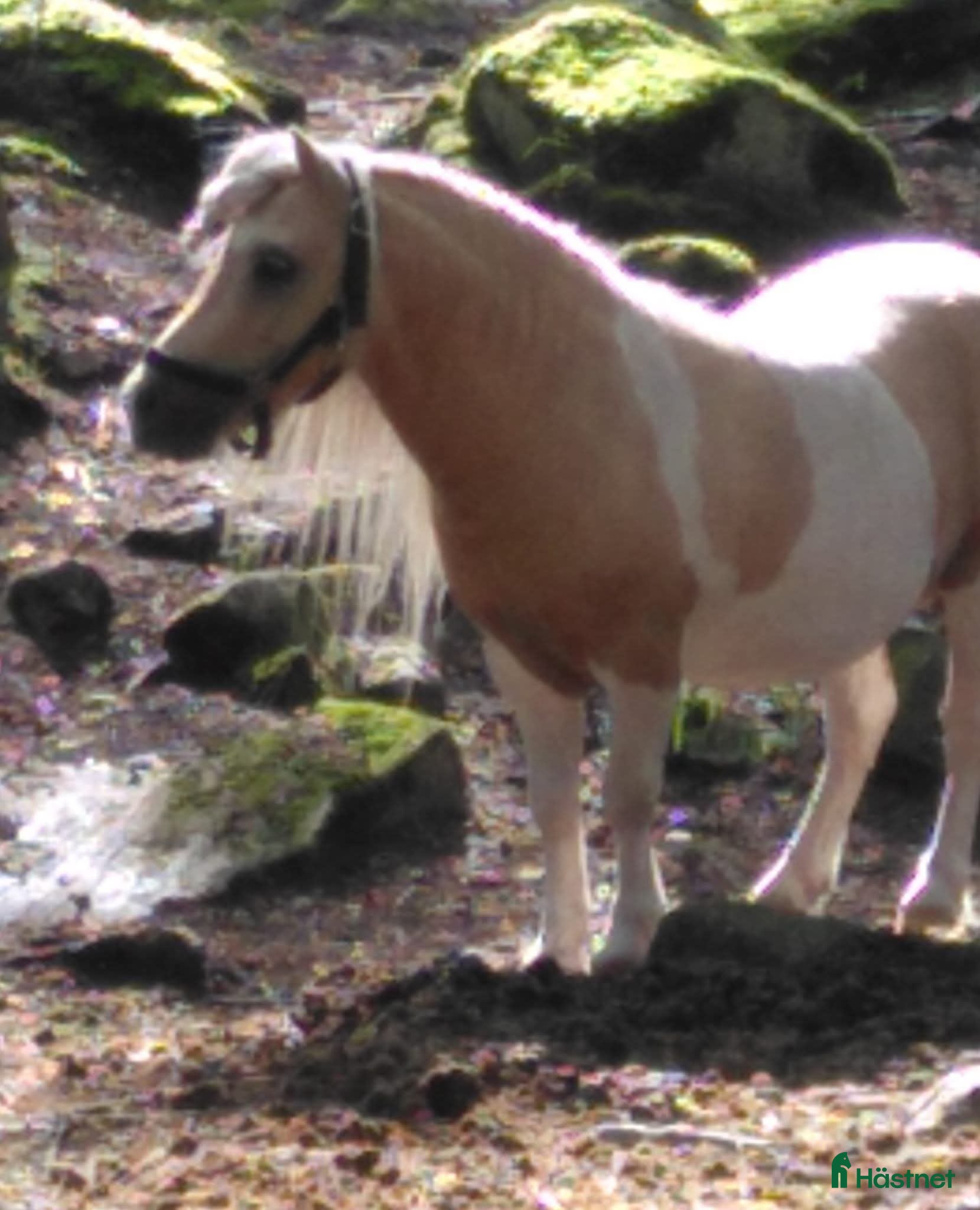  hästar Minishetland hingst 🍁Höstpris🍁 - Annons 1