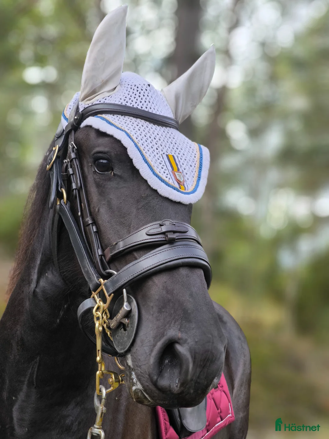 Working Equitation hästar till salu: Söker 2 stycken halvfodervärdar - Annons 2