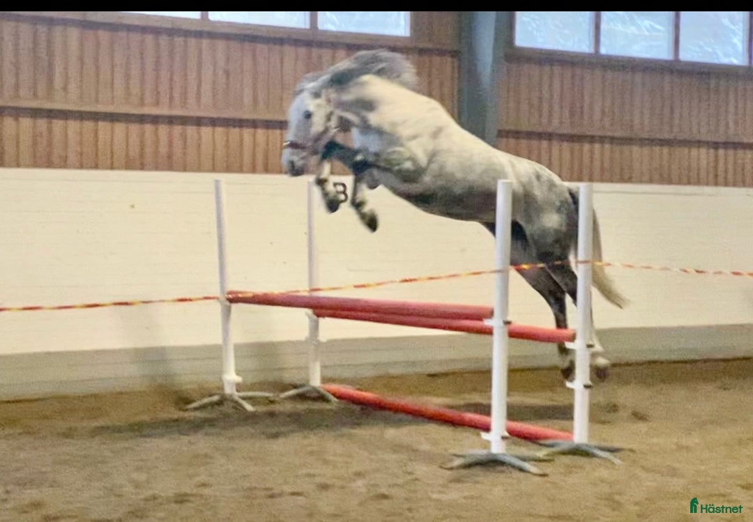  stallplats finnes: Behöver du stallplats på Ekerö?  i Skå - Annons 9