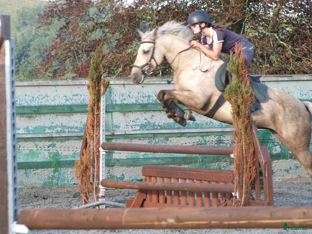 Hoppning hästar till salu: 5 year old with potential for the highest classes i Stockholm-Arlanda - Annons 12