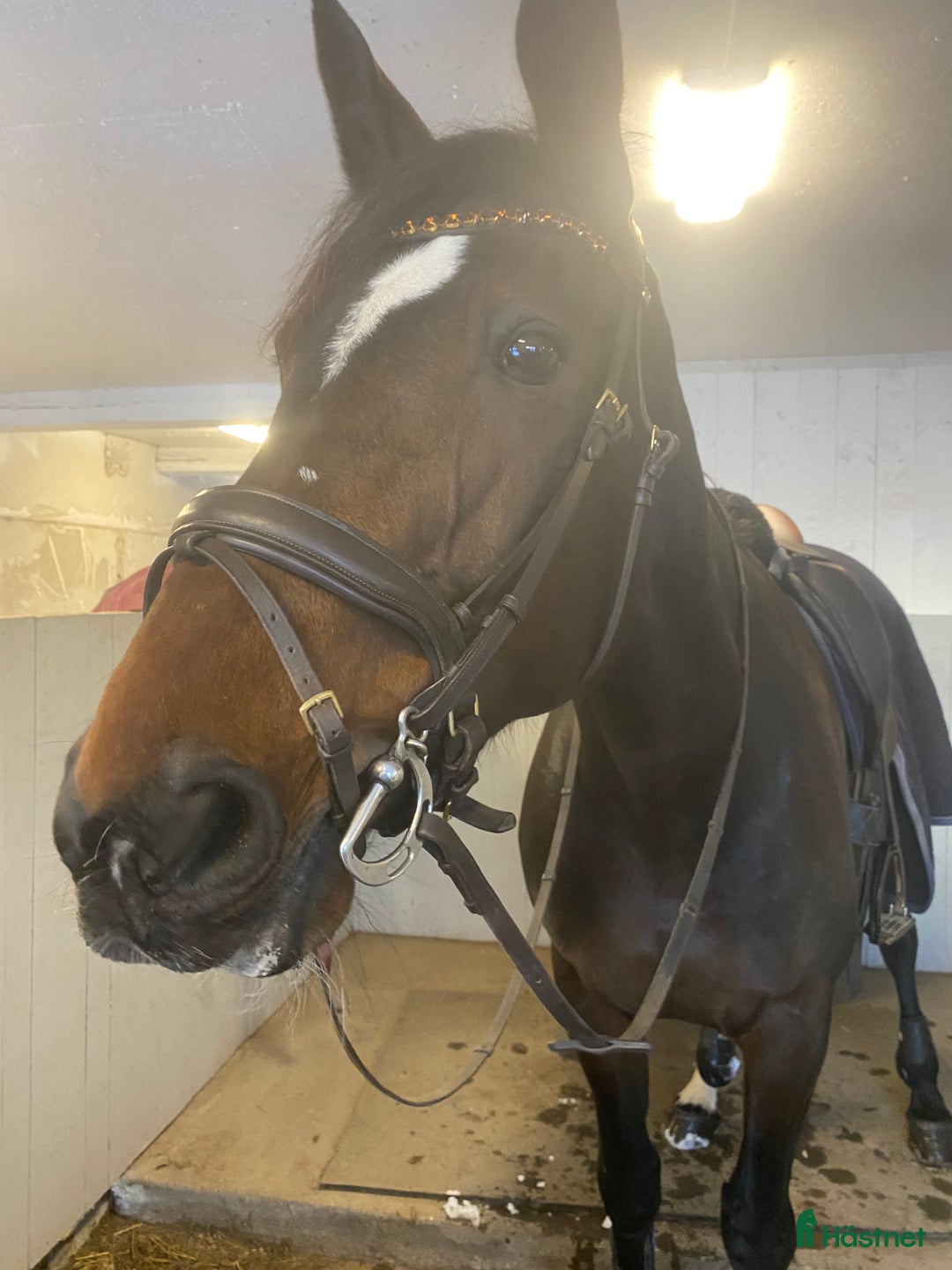 Träns hästutrustning till salu: Kimblewick bett med tungfrihet i st 12.5!! i Lillkyrka - Annons 2