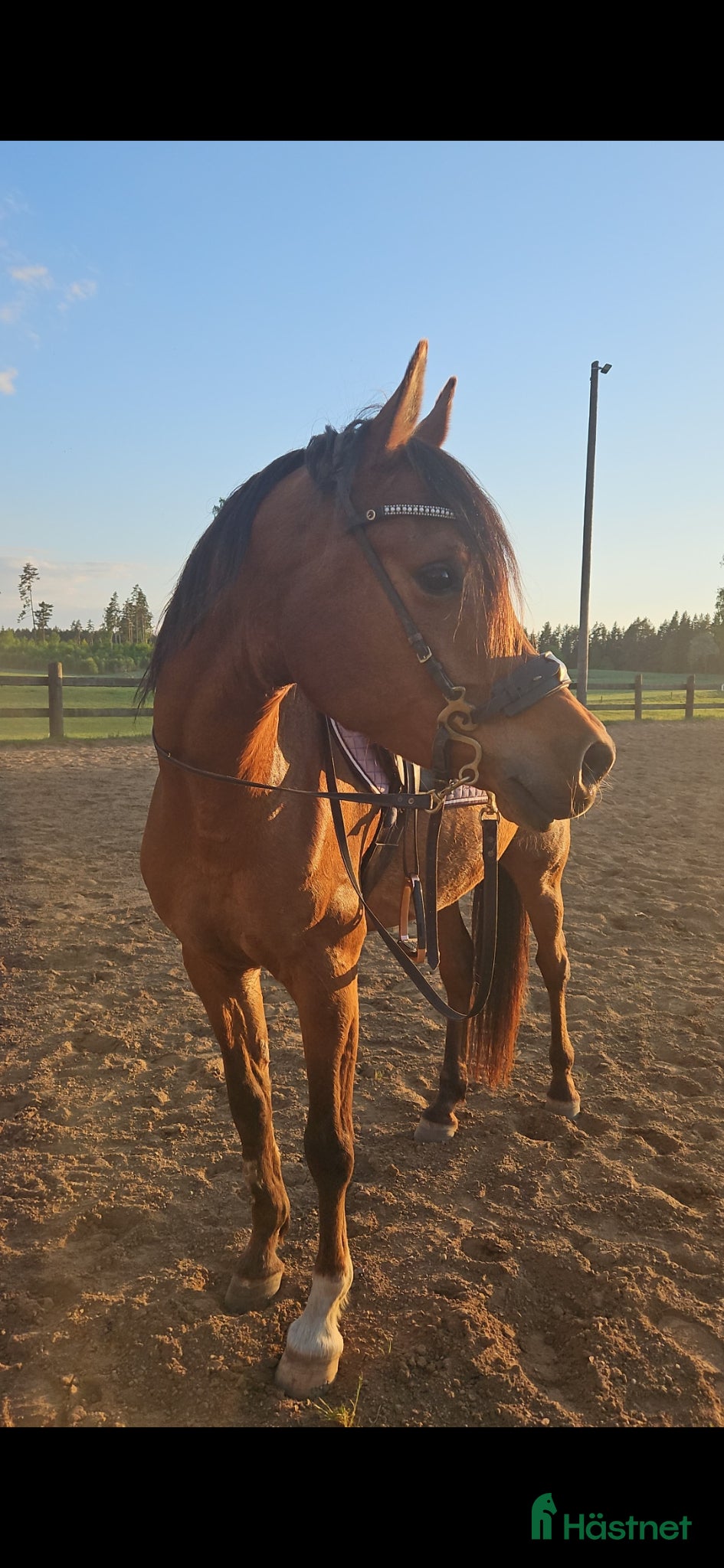  hästar Panda - Arabiskt fullblod!  - Annons 1