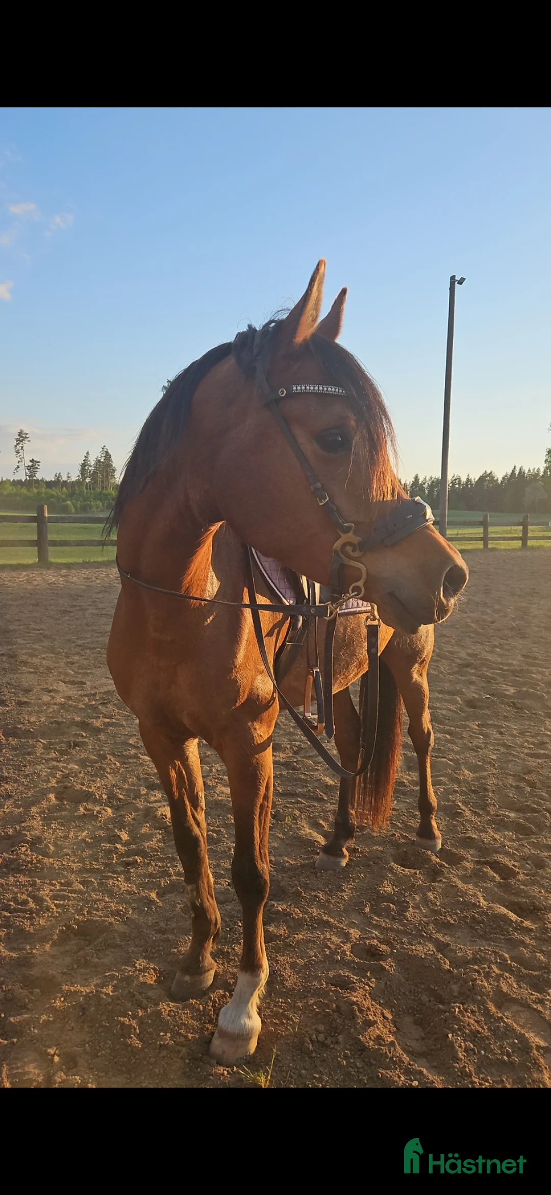 Allround hästar till salu: Panda - Arabiskt fullblod!  - Annons 1