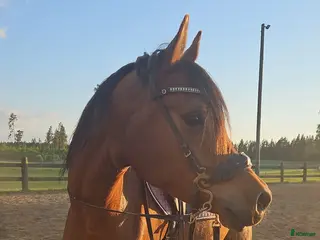 hästar Panda - Arabiskt fullblod! - Annons 1