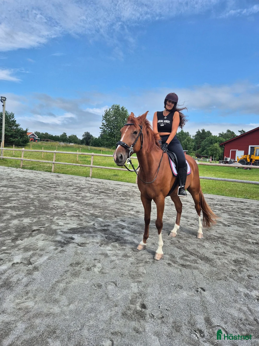  medryttarhäst finnes: Medryttare sökes till Nils, 7 år - Annons 1
