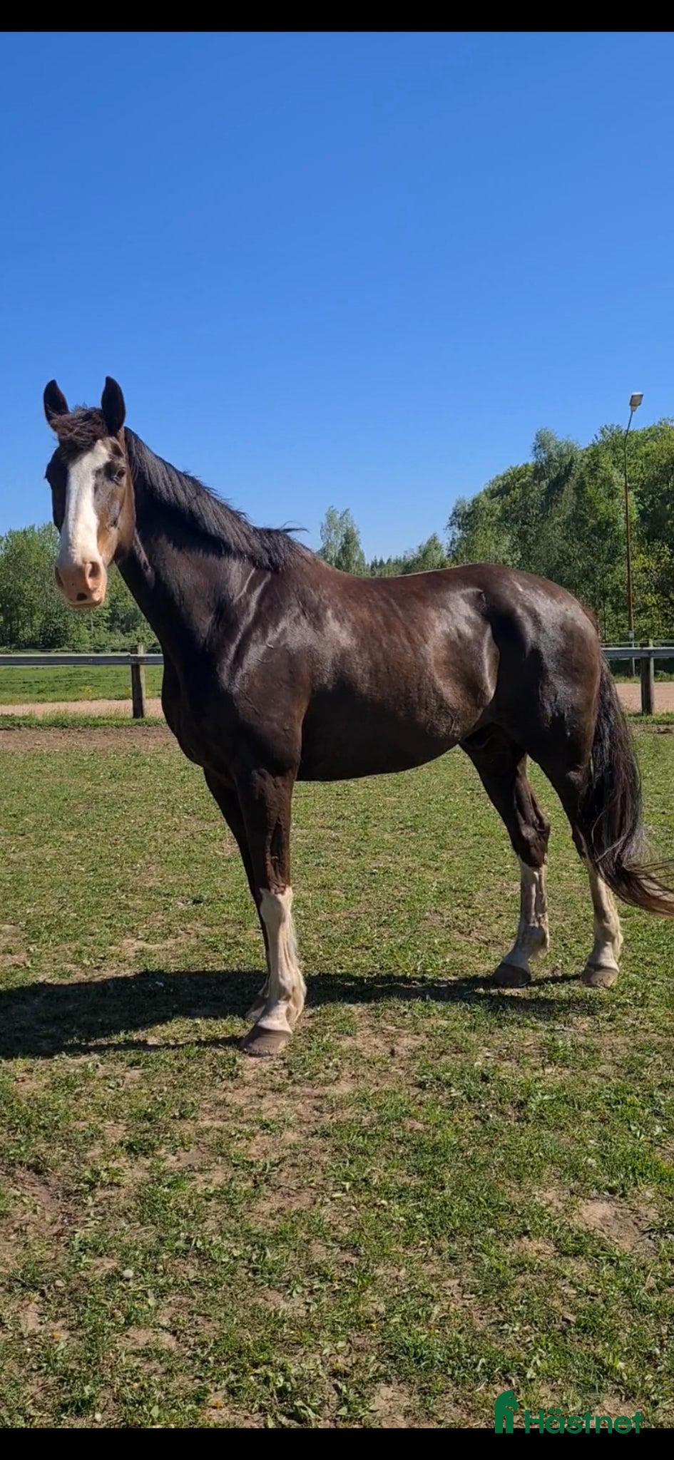  hästar Lyxig allround Valack med inriktning dressyr - Annons 1