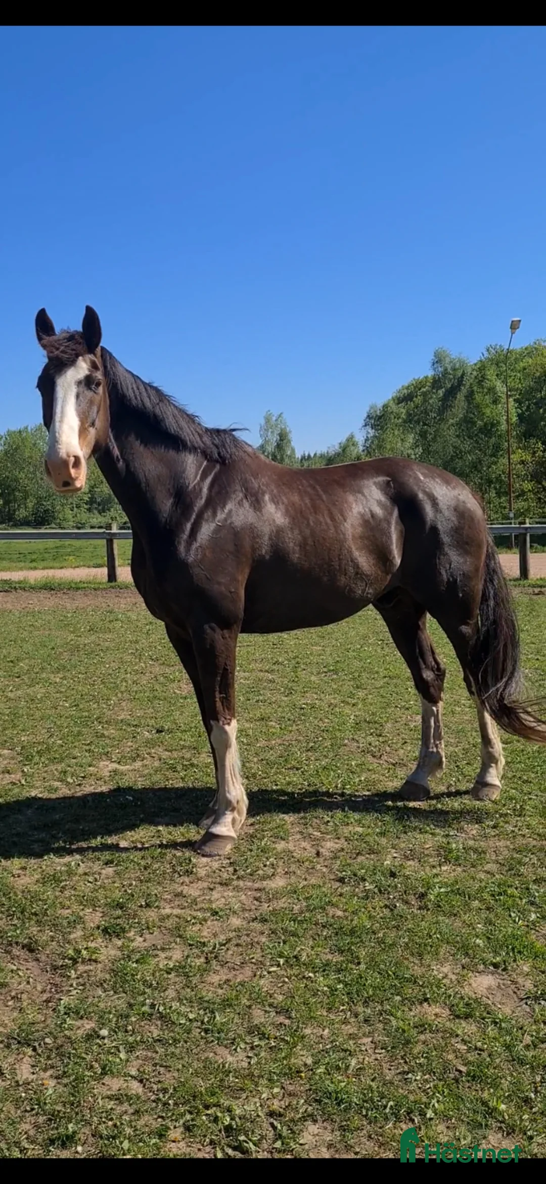 Dressyr hästar till salu: Lyxig allround Valack med inriktning dressyr - Annons 1