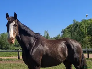 hästar Lyxig allround Valack med inriktning dressyr - Annons 8