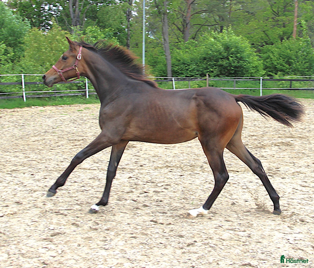 Dressyr hästar till salu: Kvalitets åring i Bollebygd - Annons 5