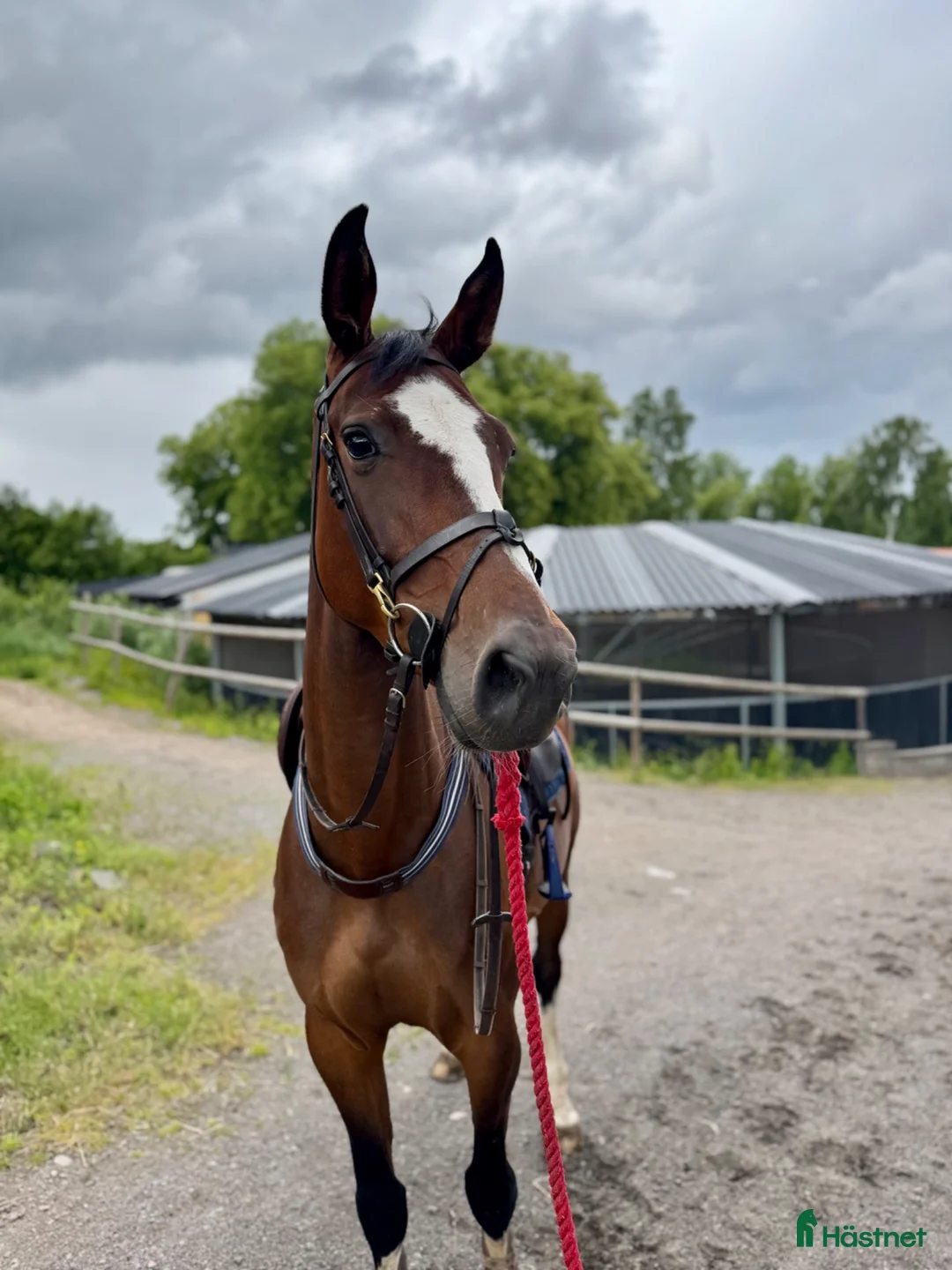 Hoppning hästar till salu: Trevligt sto - Annons 2