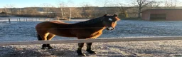 Allround hästar till salu: Welsh Cob-sto med kvalitet, stam & framtid🌟 - Annons 5
