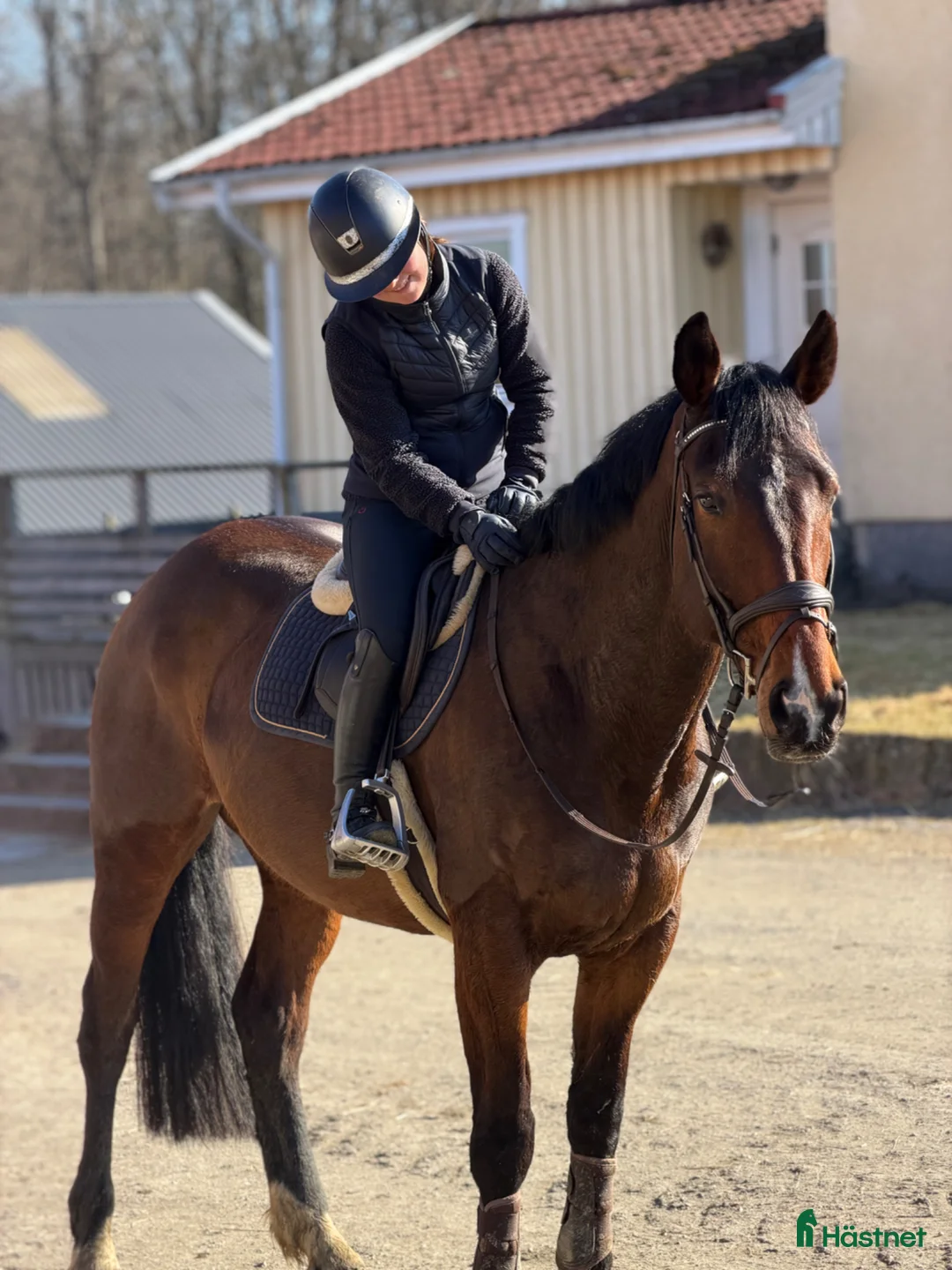 Allround hästar till salu: Trevligt sto!  - Annons 1