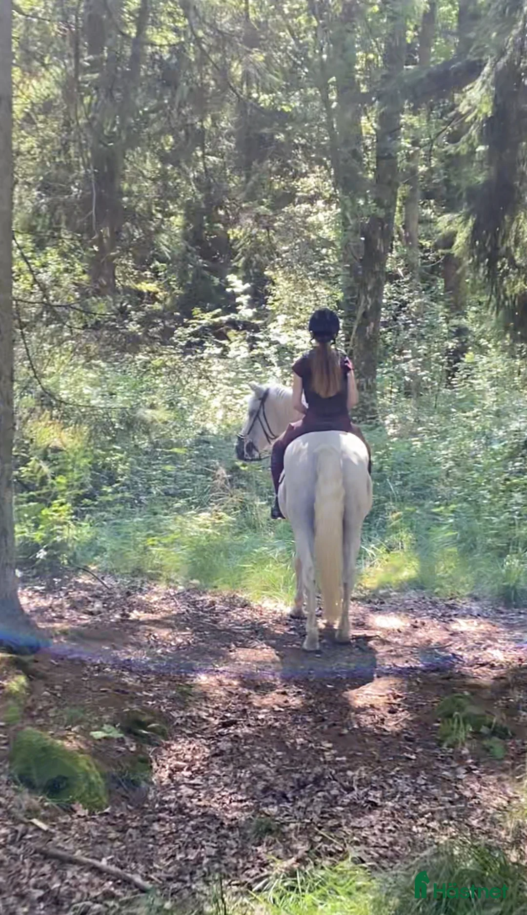 Allround hästar sökes: Trygg allroundkompis sökes i Torslanda - Annons 1