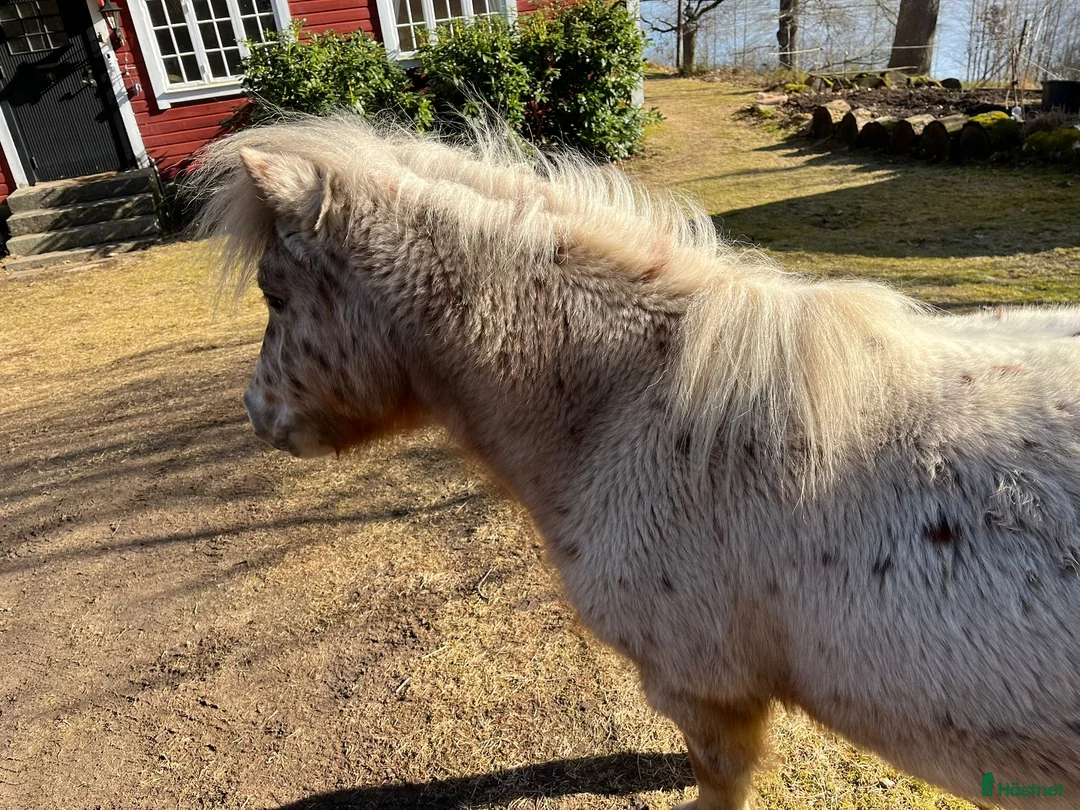 Övrigt hästar till salu: Miniatyr knabstrupper i Älmhult - Annons 4