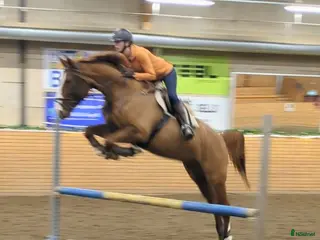 hästar Mycket kunskap, liten plånbok? i Bergeforsen - Annons 11