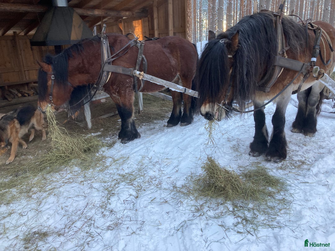 Allround hästar till salu: Nsv brukshingst säljes i Alfta - Annons 5