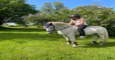  hästar C-Ponny söker nytt hem akut i Hallen - Annons 9