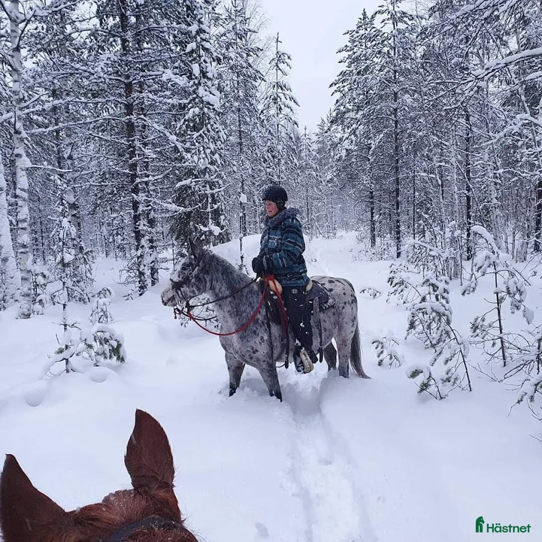 Allround hästar till salu: Appaloosa sto i Luleå - Annons 2