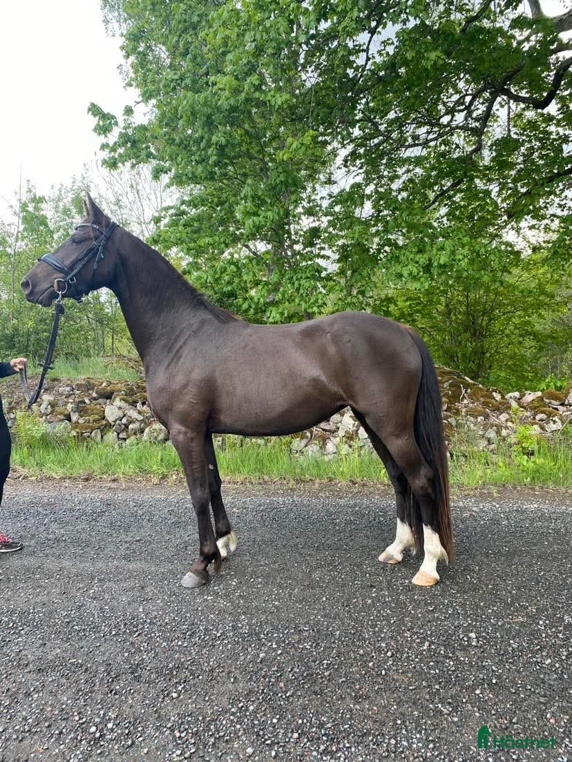  hästar 🌟4-årig ponnysto till salu med fin stam 🌟 - Annons 2