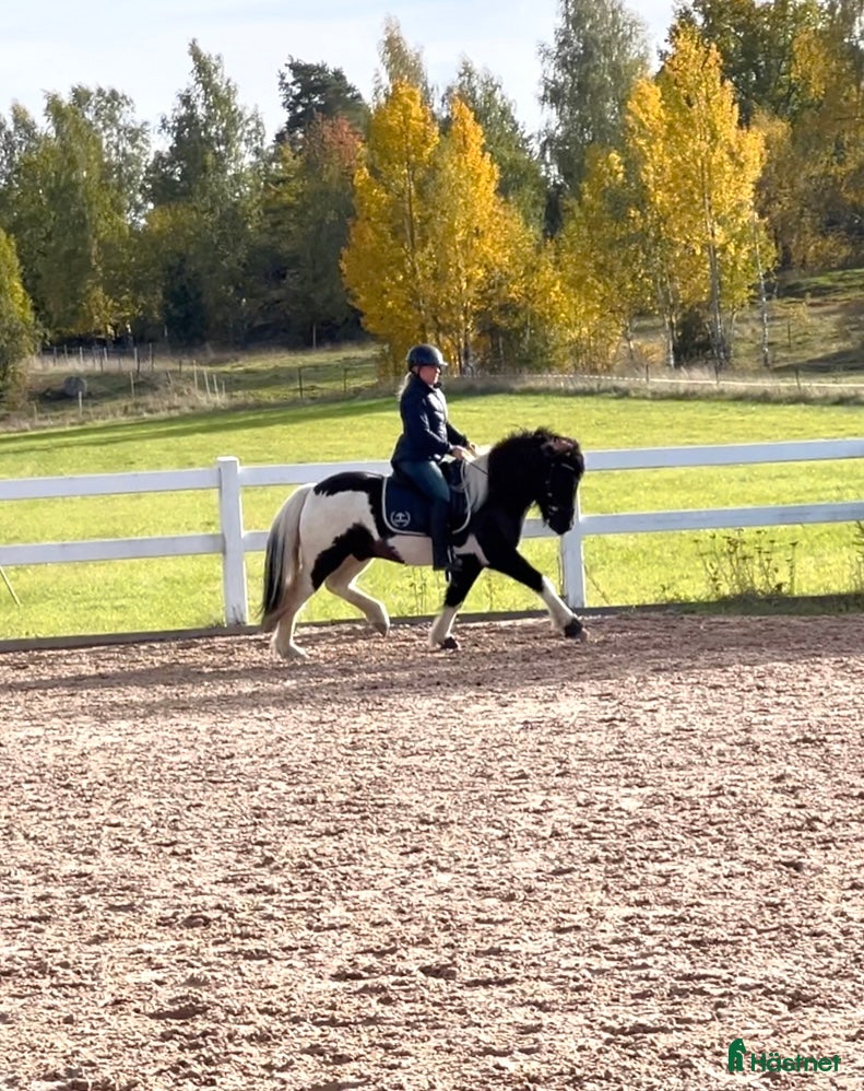  medryttarhäst finnes: Söker medryttare till isis - Annons 3