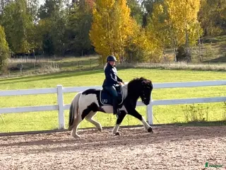 medryttarhäst finnes: Söker medryttare till isis - Annons 3