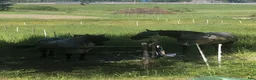  stallplats finnes: Bete finnes till dig som önskar resa bort i sommar - Annons 1