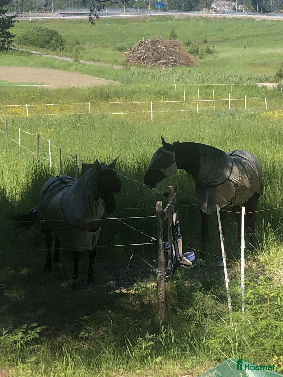  stallplats finnes: Bete finnes till dig som önskar resa bort i sommar - Annons 1