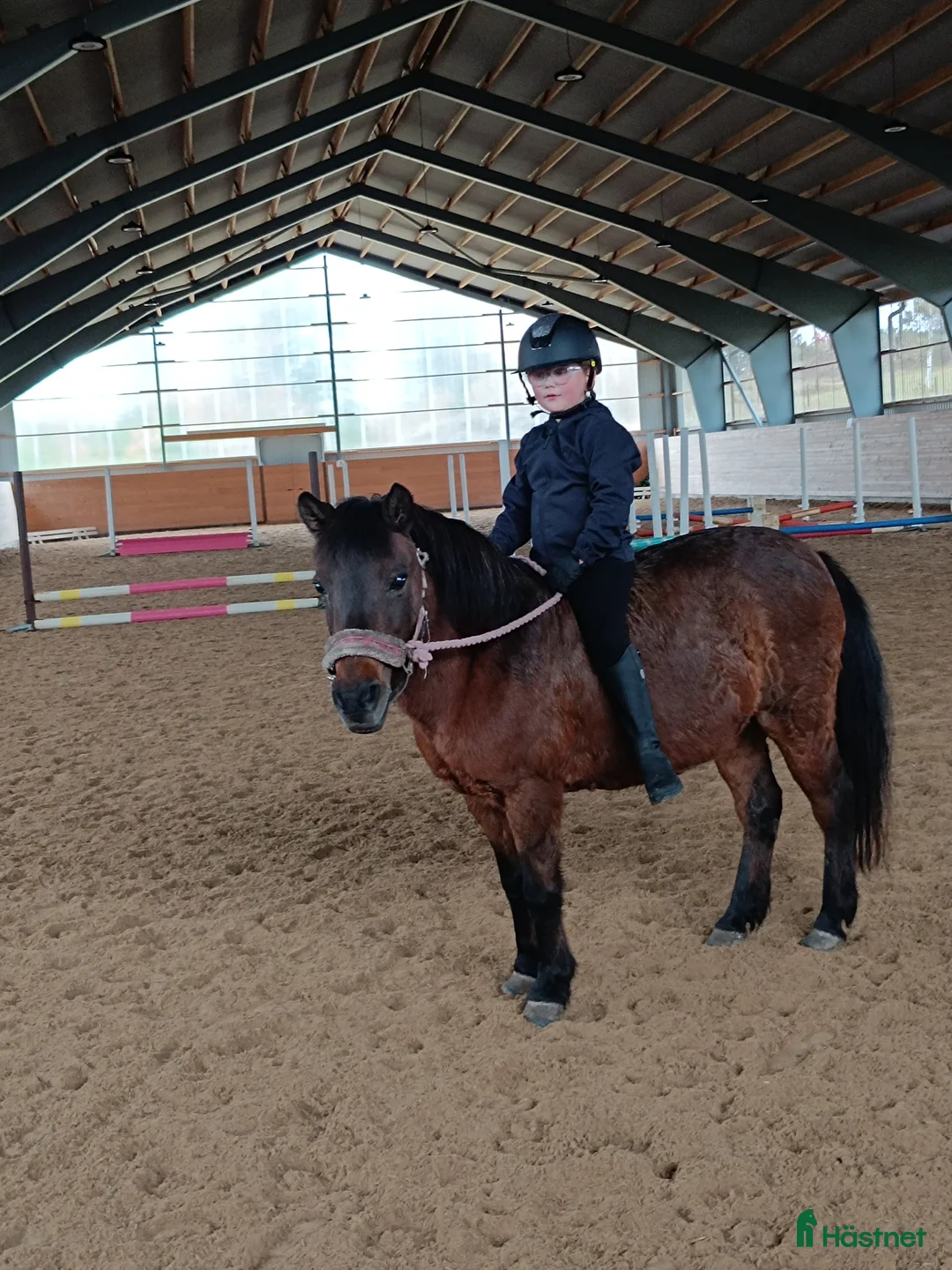 Allround hästar till salu: Barnponny som älskar skogsturer  i Nässjö - Annons 4