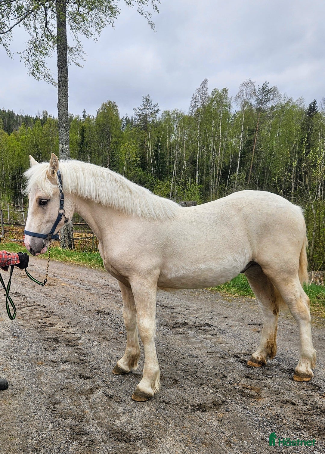 Allround hästar till salu: Större Welsh partbred i Vännäs - Bild 5