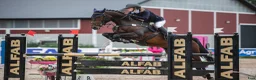 Hoppning hästar till salu: Iowa - Darco - Annons 1