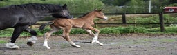 Dressyr hästar till salu: Unik Welsh cob / swb i Partille - Annons 11