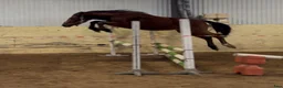 Hoppning hästar till salu: He.Ro Stud SUMMER SALE ! - Annons 11