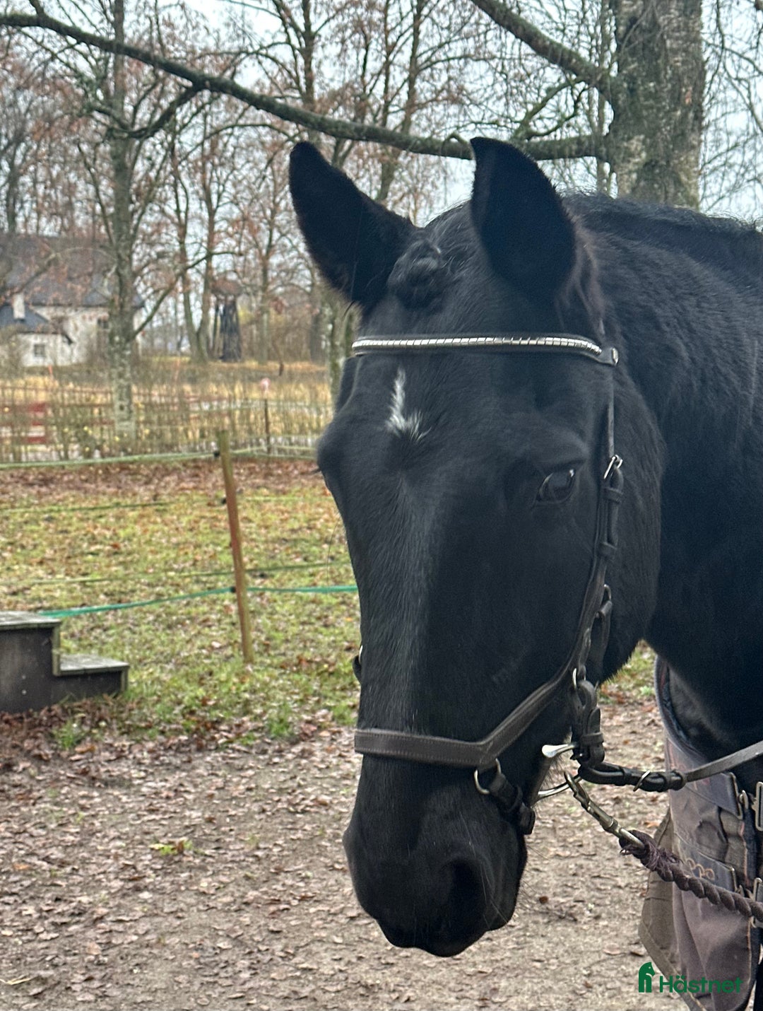 Allround hästar till salu: Bästa hästen ⭐️ i Fjugesta - Annons 1