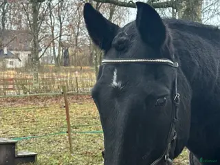 hästar Bästa hästen ⭐️ i Fjugesta - Annons 4