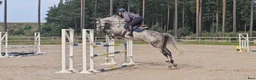  hästjobb finnes: Catchrider / Tävling / utbildning  - Annons 2