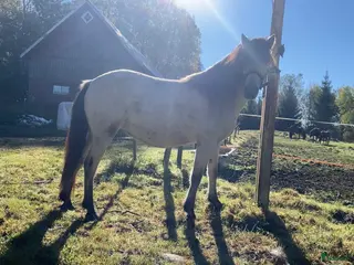 Allround hästar till salu: Gotlandsruss söker nytt hem - Annons 2